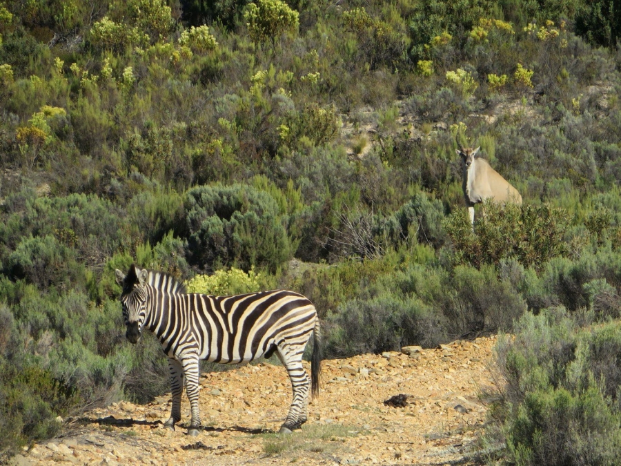 Commercial Property for Sale in Uniondale Rural Western Cape
